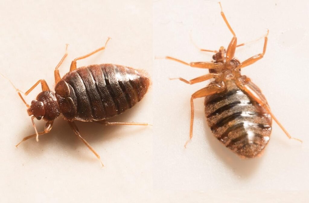 bed bugs winnipeg