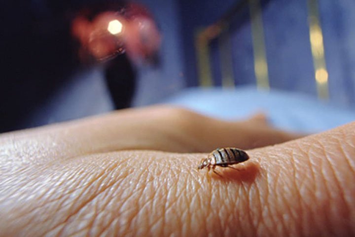 bedbugs crawling on skin