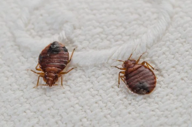 bedbugs-winnipeg