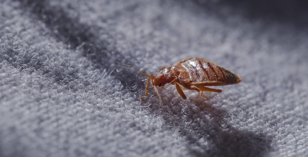 bed-bug-control-winnipeg-2