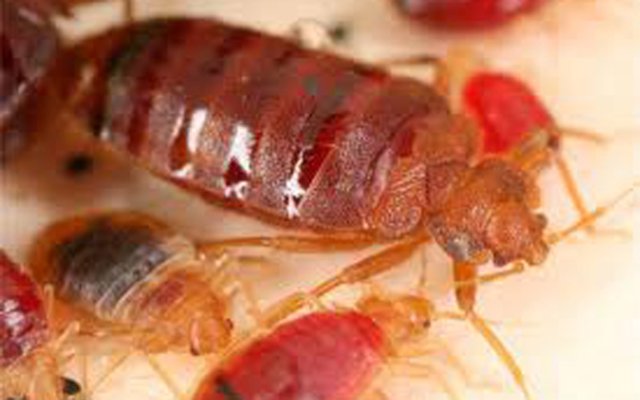 bed-bug-control-winnipeg