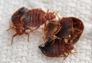 bed bugs near me
